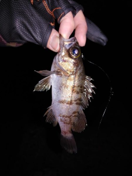 フロートリグとジグ単