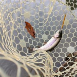 年末の管理釣り場は大混雑！