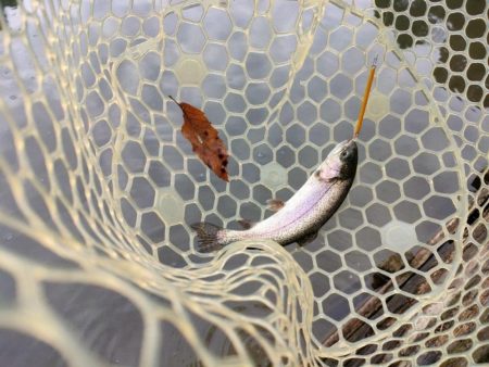 年末の管理釣り場は大混雑！