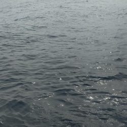 巨アマにレンコ爆