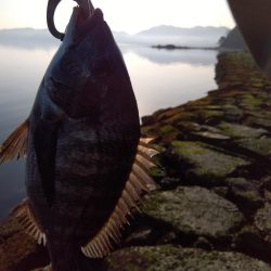 1月　ようやく釣れた