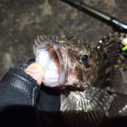 2023/01/02 南港ヘチ落とし込み釣り釣行