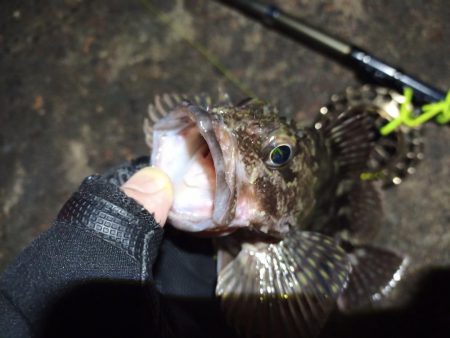 2023/01/02 南港ヘチ落とし込み釣り釣行