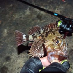 2023/01/03 南港ライトゲーム釣行