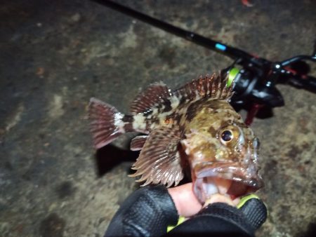 2023/01/03 南港ライトゲーム釣行