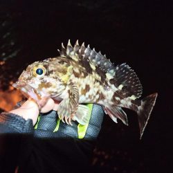 2023/01/07 南港ヘチ釣り釣行