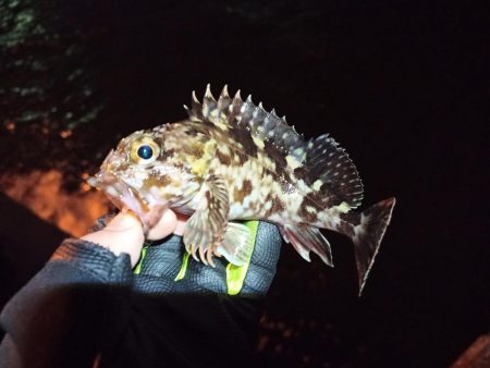 2023/01/07 南港ヘチ釣り釣行