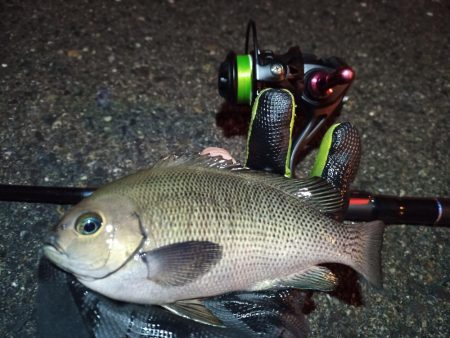 2023/01/08 南港ライトゲーム釣行