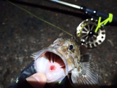 2023/01/09 南港ヘチ釣り釣行