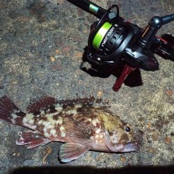 2023/01/10 南港ライトゲーム釣行