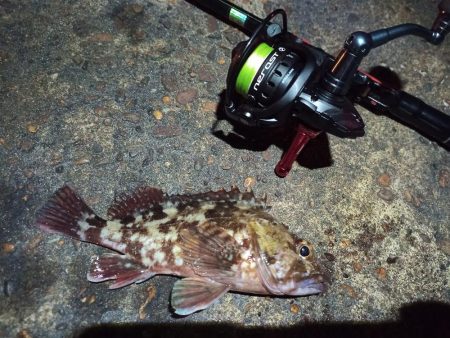 2023/01/10 南港ライトゲーム釣行