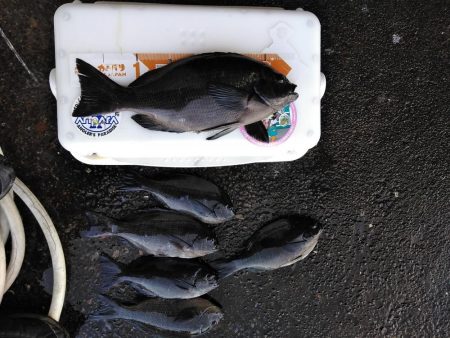 フカセ‥最高ですネ・・