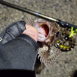 2023/01/12 南港ヘチ釣り釣行