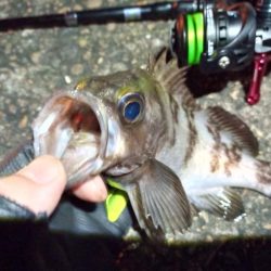 2023/01/13 南港ライトゲーム釣行