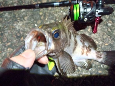 2023/01/13 南港ライトゲーム釣行