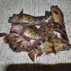 2023/01/19 南港ライトゲーム釣行