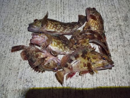 2023/01/19 南港ライトゲーム釣行…