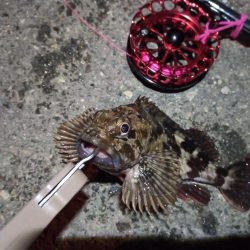 2023/01/21 南港ヘチ釣り釣行