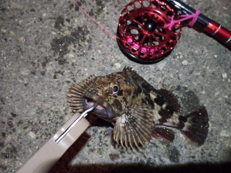 2023/01/21 南港ヘチ釣り釣行