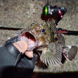 2023/01/23 南港ライトゲーム釣行