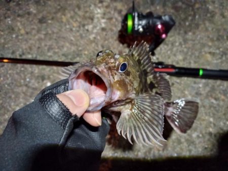 2023/01/23 南港ライトゲーム釣行