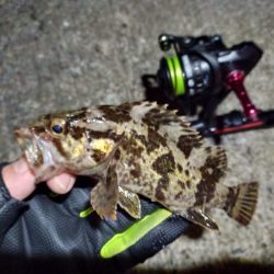 2023/01/24 南港ライトゲーム釣行