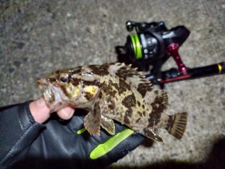 2023/01/24 南港ライトゲーム釣行