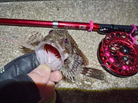 2023/01/26 南港ヘチ釣り釣行