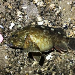 根魚（ガシラ）