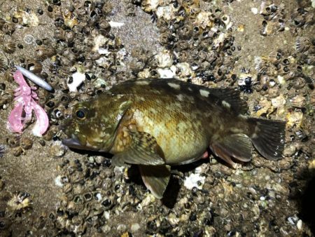 根魚（ガシラ）