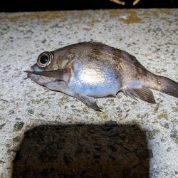 2023アジング？初釣り