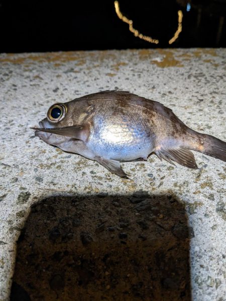 2023アジング？初釣り