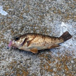 アジ時々ガシラ