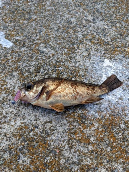 アジ時々ガシラ