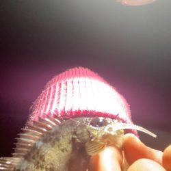 小島養魚場さんにてナイトゲーム！