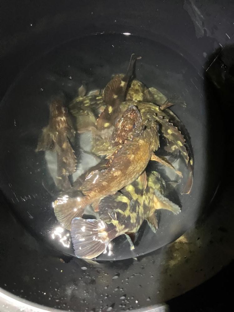 初のオフショアライトゲーム