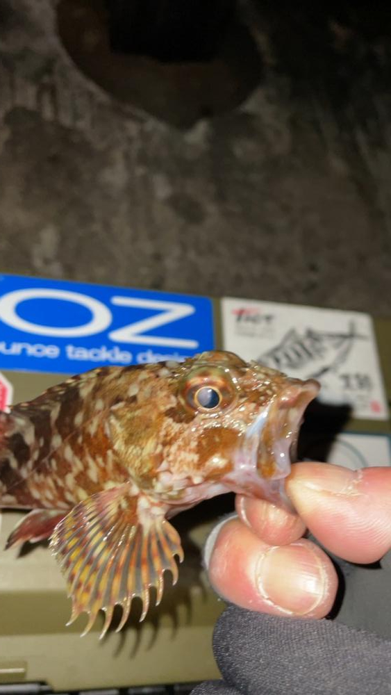 メバリング修行