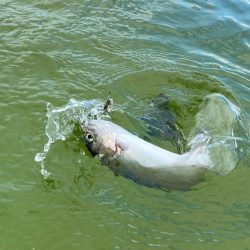 エリアトラウト　亀岡市