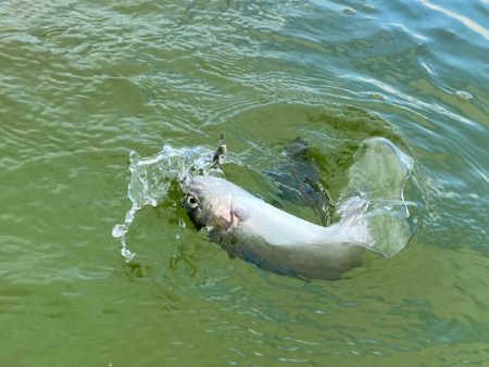 エリアトラウト　亀岡市