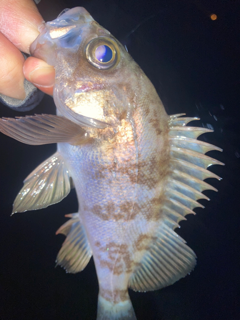 2023ライトゲーム第3戦