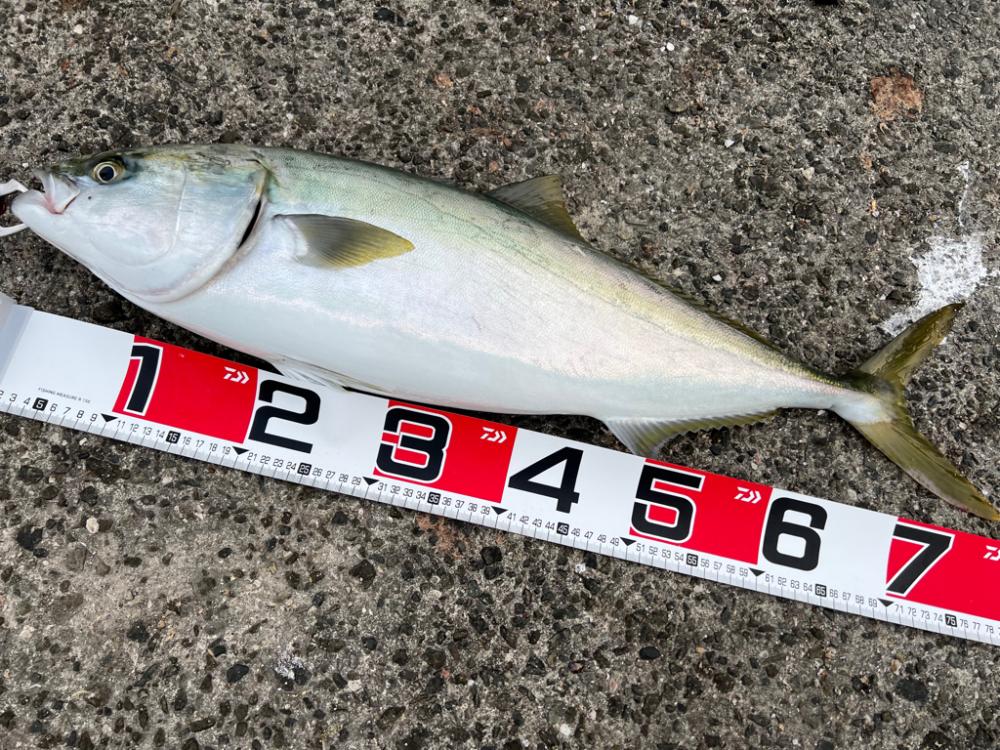 鯵を探して三千里Vel.21