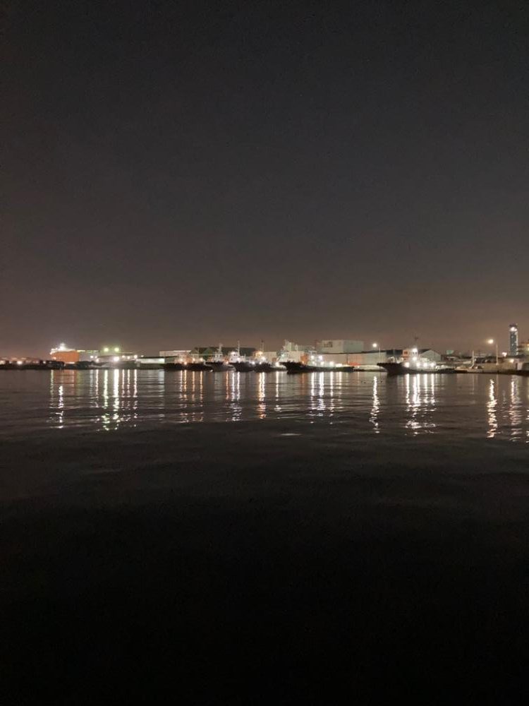 猫に喰われたイカ