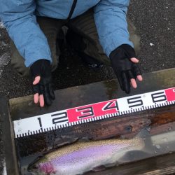 鯵道5Gでエリアトラウト！釣れる！