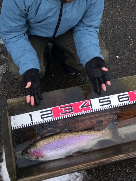 鯵道5Gでエリアトラウト！釣れる！