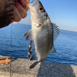 セイゴを求めて