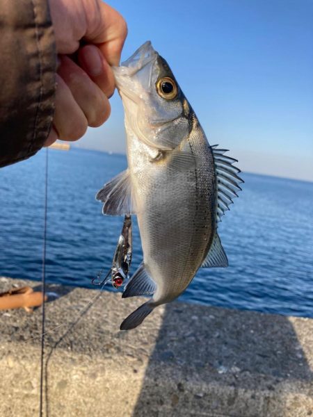 セイゴを求めて