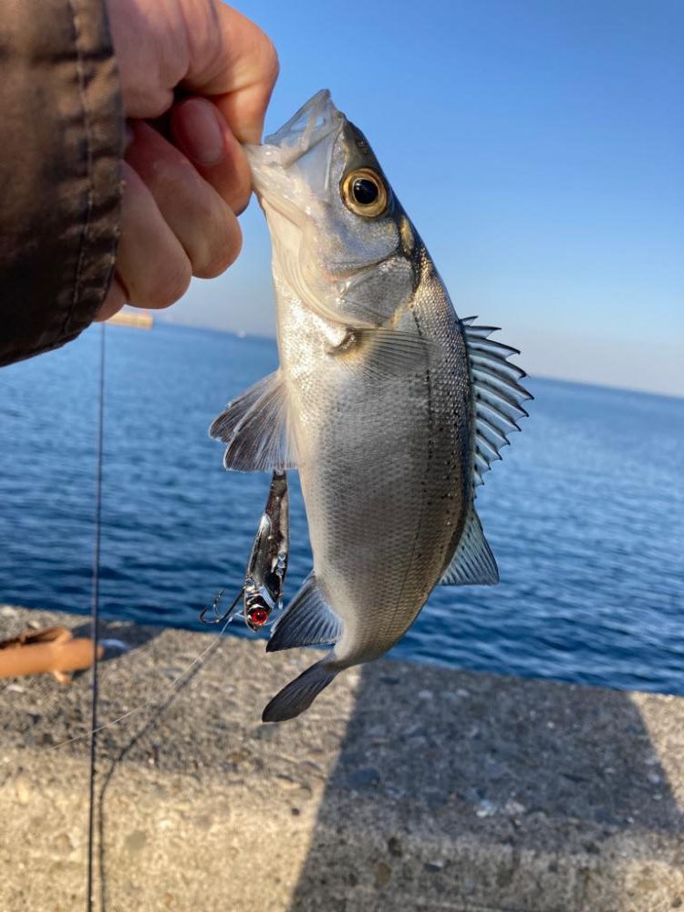 セイゴを求めて