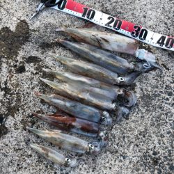 ヤリイカ上向き？