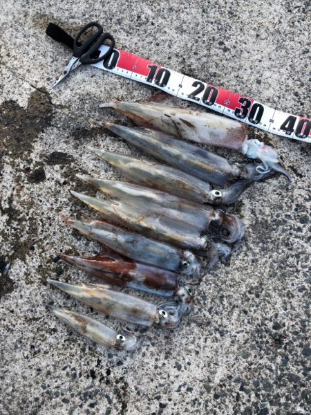 ヤリイカ上向き？