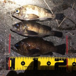 病みつきメバリング